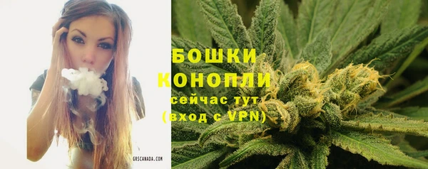 сатива Новодвинск