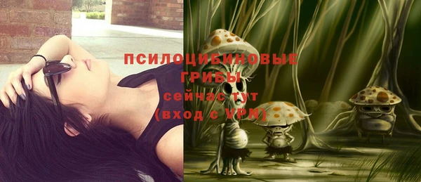 сатива Новодвинск
