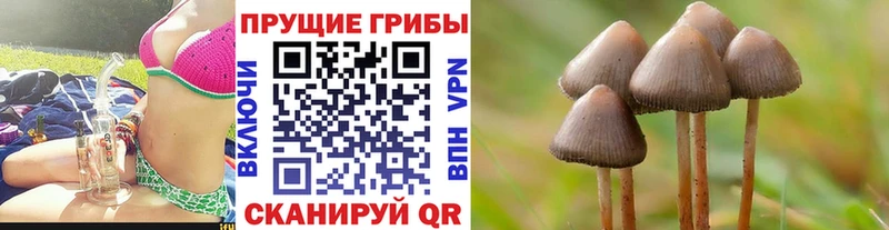 Галлюциногенные грибы Psilocybine cubensis Шебекино